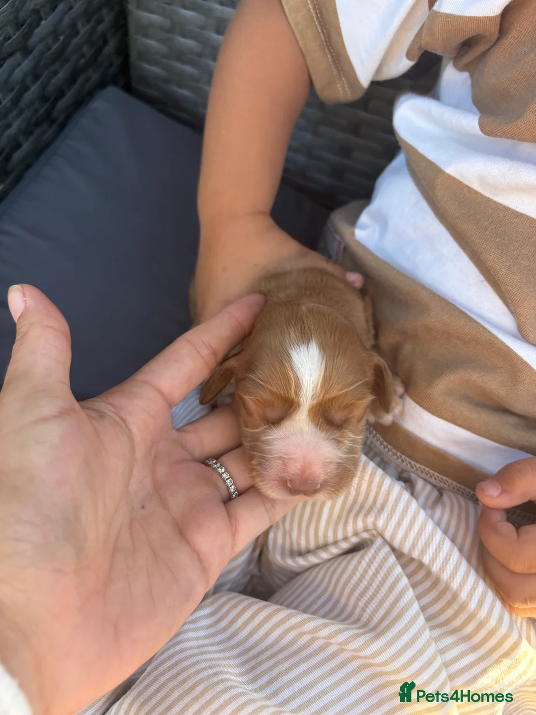 Cocker Spaniel dogs for sale: Beautiful Cocker spaniel puppies (working) - Advert 2