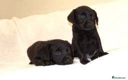 Labrador Retriever dogs for sale: KC registered puppies, health tested parents - Image 5