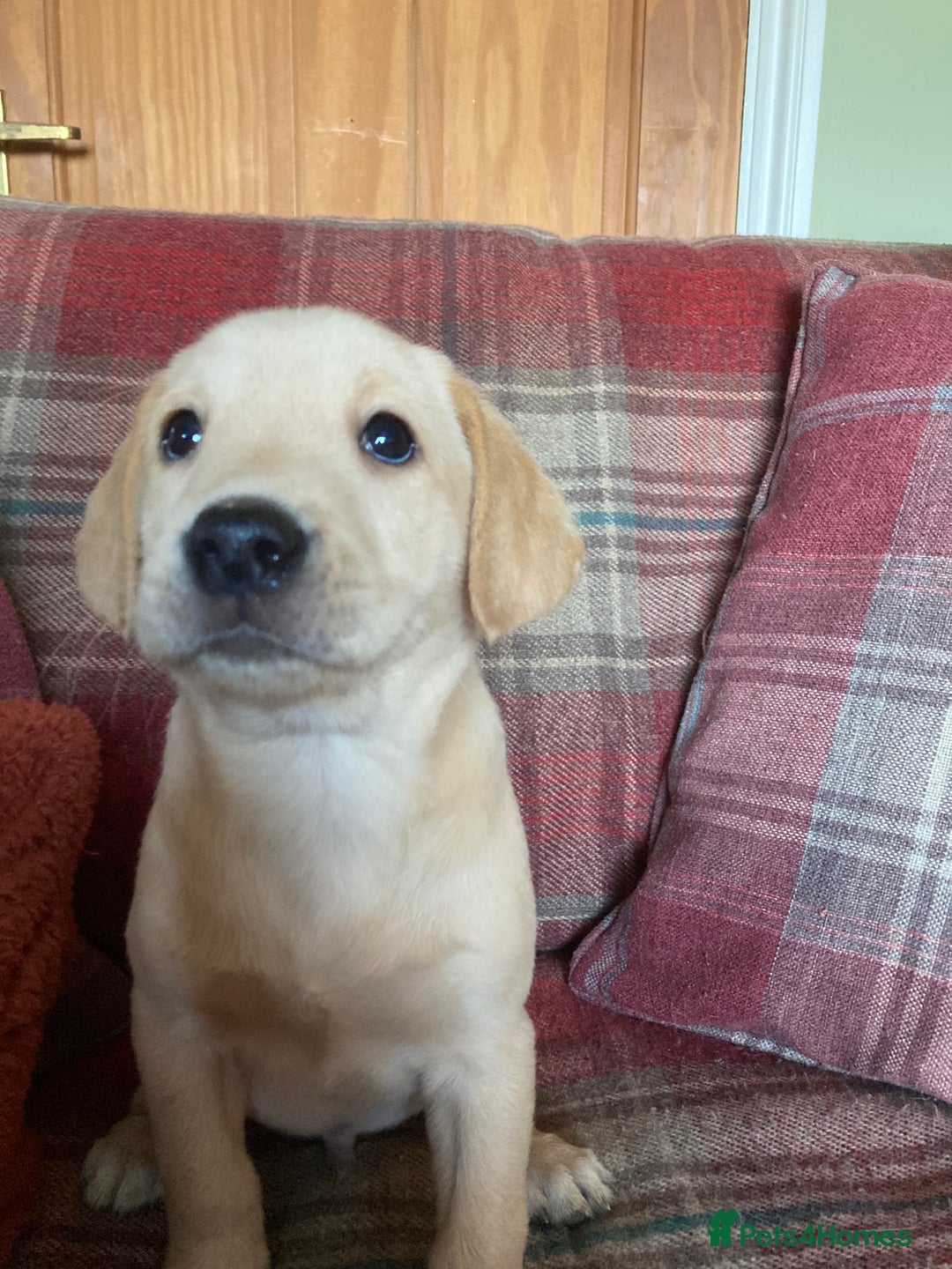 Labrador Retriever dogs for sale: Affectionate and adorable Labrador Puppies - Image 7