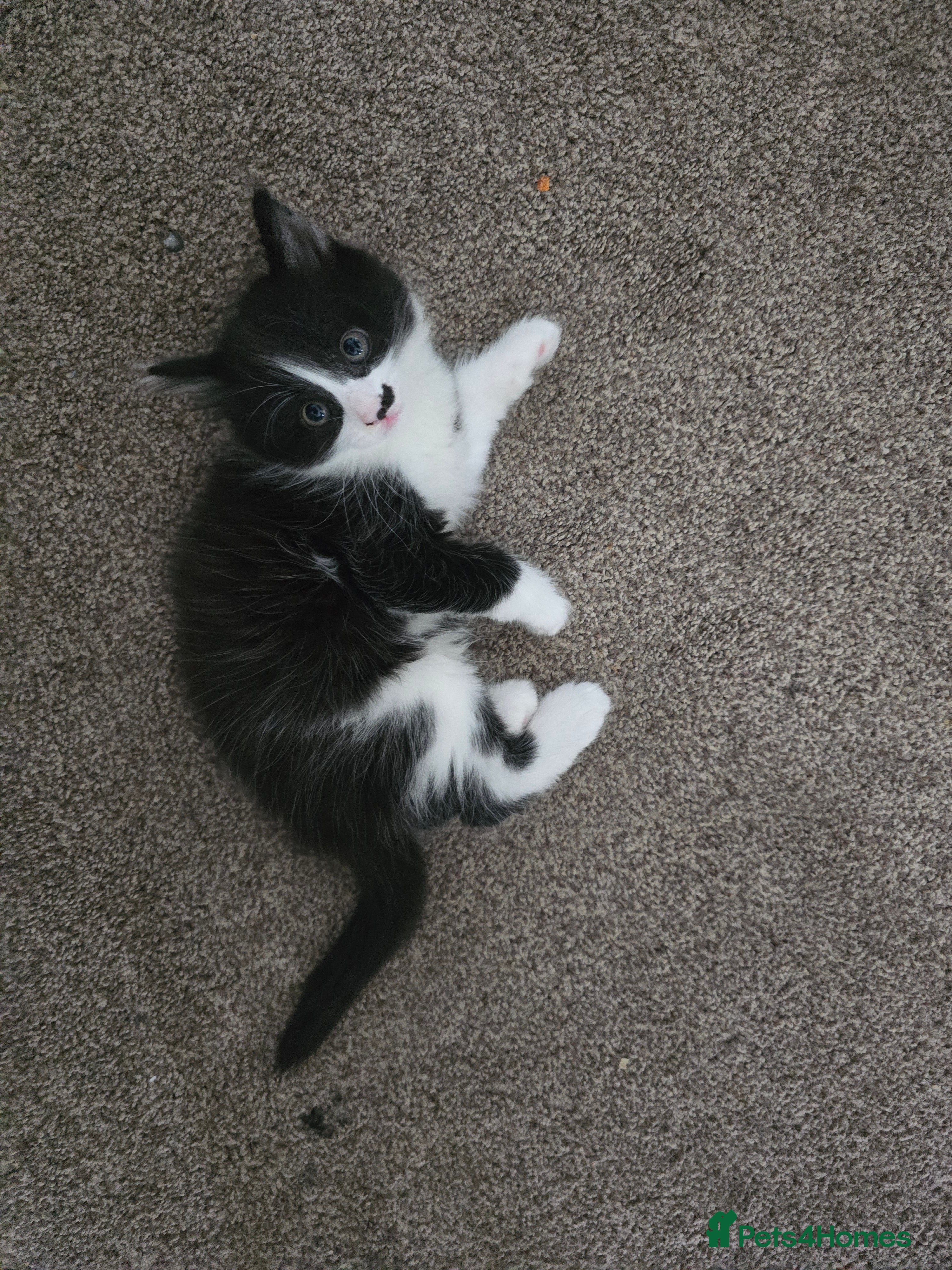 Mixed Breed cats Boy,2xAdorable 9-Week-Old Kittens for Sale  - Advert 14