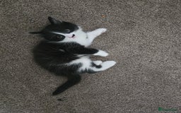 Mixed Breed cats for sale: Boy,2xAdorable 9-Week-Old Kittens for Sale  - Image 1