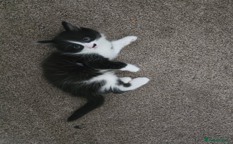 Mixed Breed cats - Advert 1