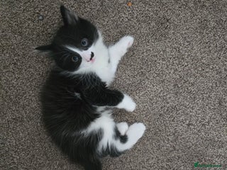 Mixed Breed cats for sale - Advert 1