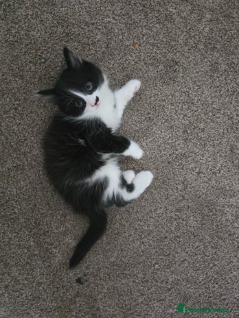 Mixed Breed cats - Advert 1