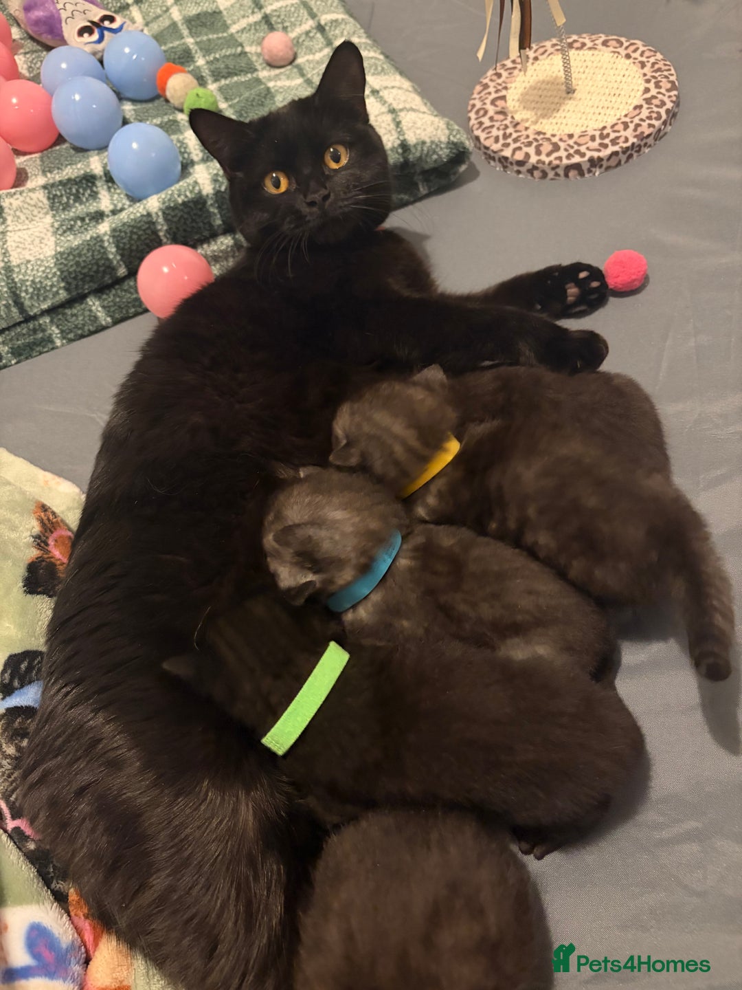 British Shorthair cats for sale: Beautiful British Shorthair Kittens  - Advert 17