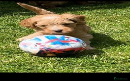 Cockapoo dogs for sale: READY NOW !! ONLY 3 COCKERPOO PUPPIES LEFT !!! in Alfreton - Image 24