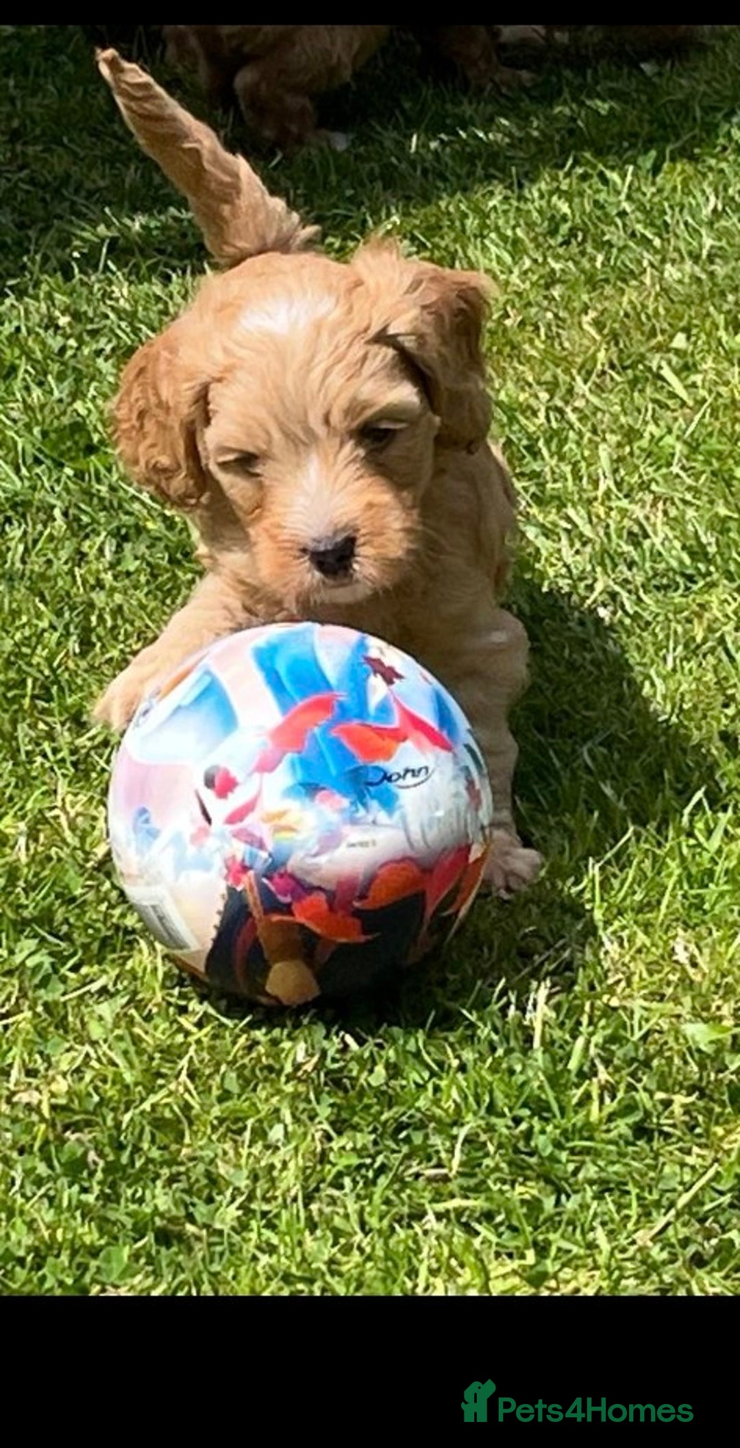 Cockapoo dogs for sale: READY NOW !! ONLY 3 COCKERPOO PUPPIES LEFT !!! in Alfreton - Image 24