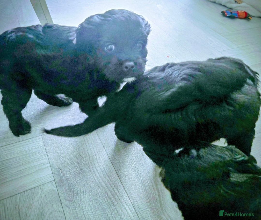 Cavapoo dogs for sale: Teddy bear F1 caverpoos  - Image 17