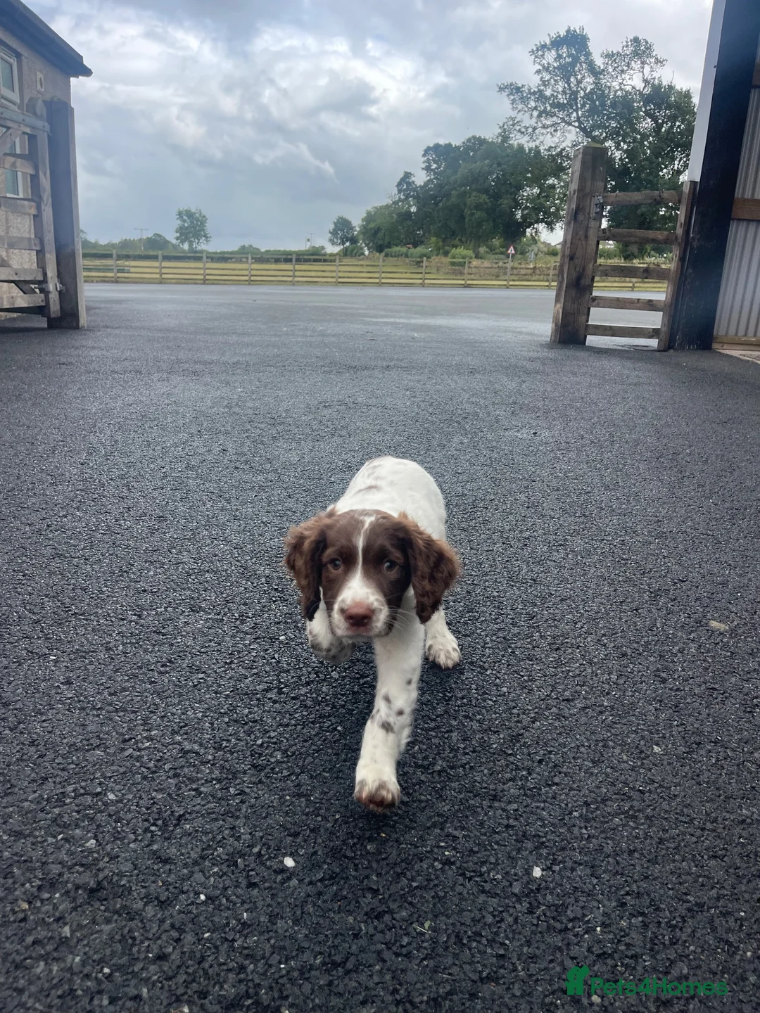 English Springer Spaniel dogs for sale: Springer Dog 🏡 in Penrith - Advert 2