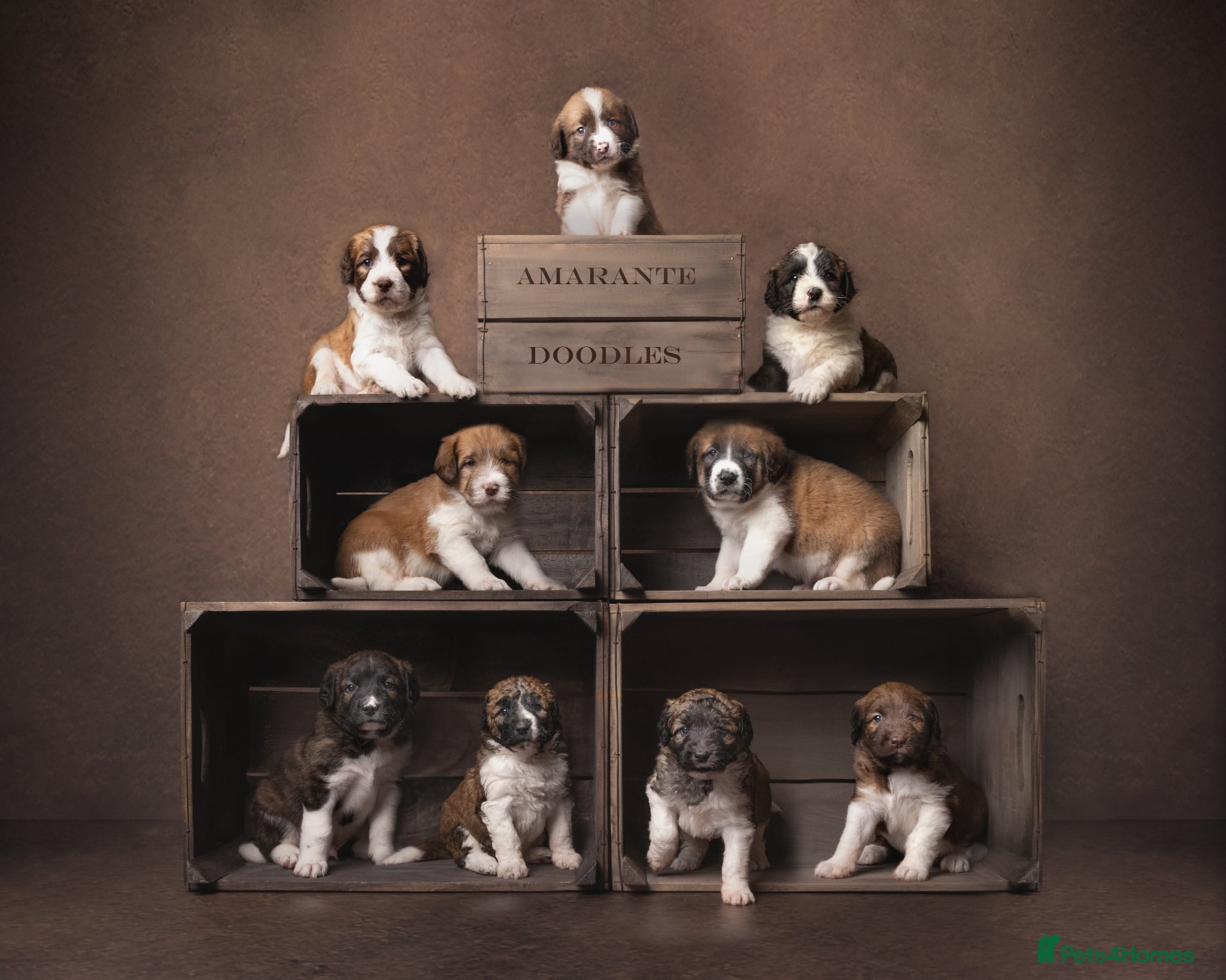 Saint Bernard dogs St Berdoodle Puppies  - Advert 18