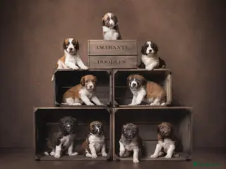 Saint Bernard dogs St Berdoodle Puppies - Advert 18