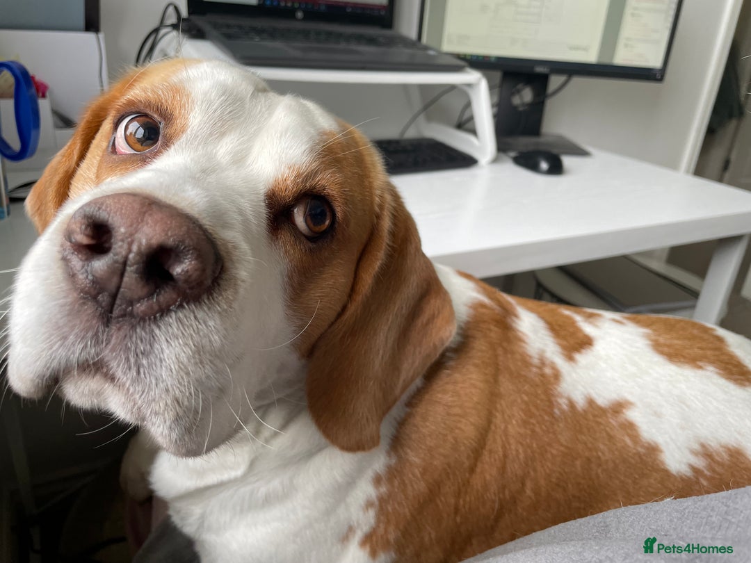 Beagle dogs for sale: Freddy needs a loving home - Advert 1