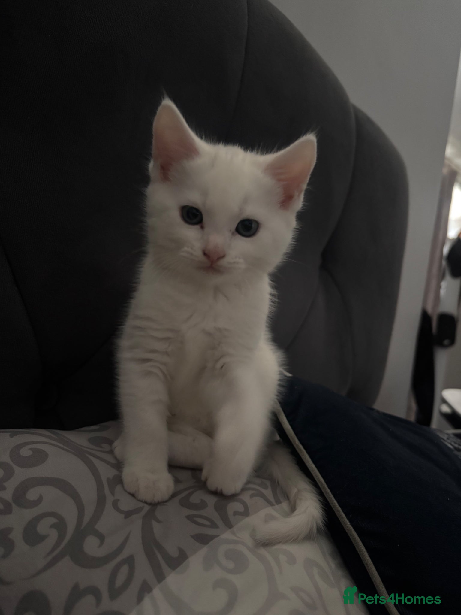 Turkish Angora cats ONE WHITE BOY LEFT💙 READY NOW - Advert 1