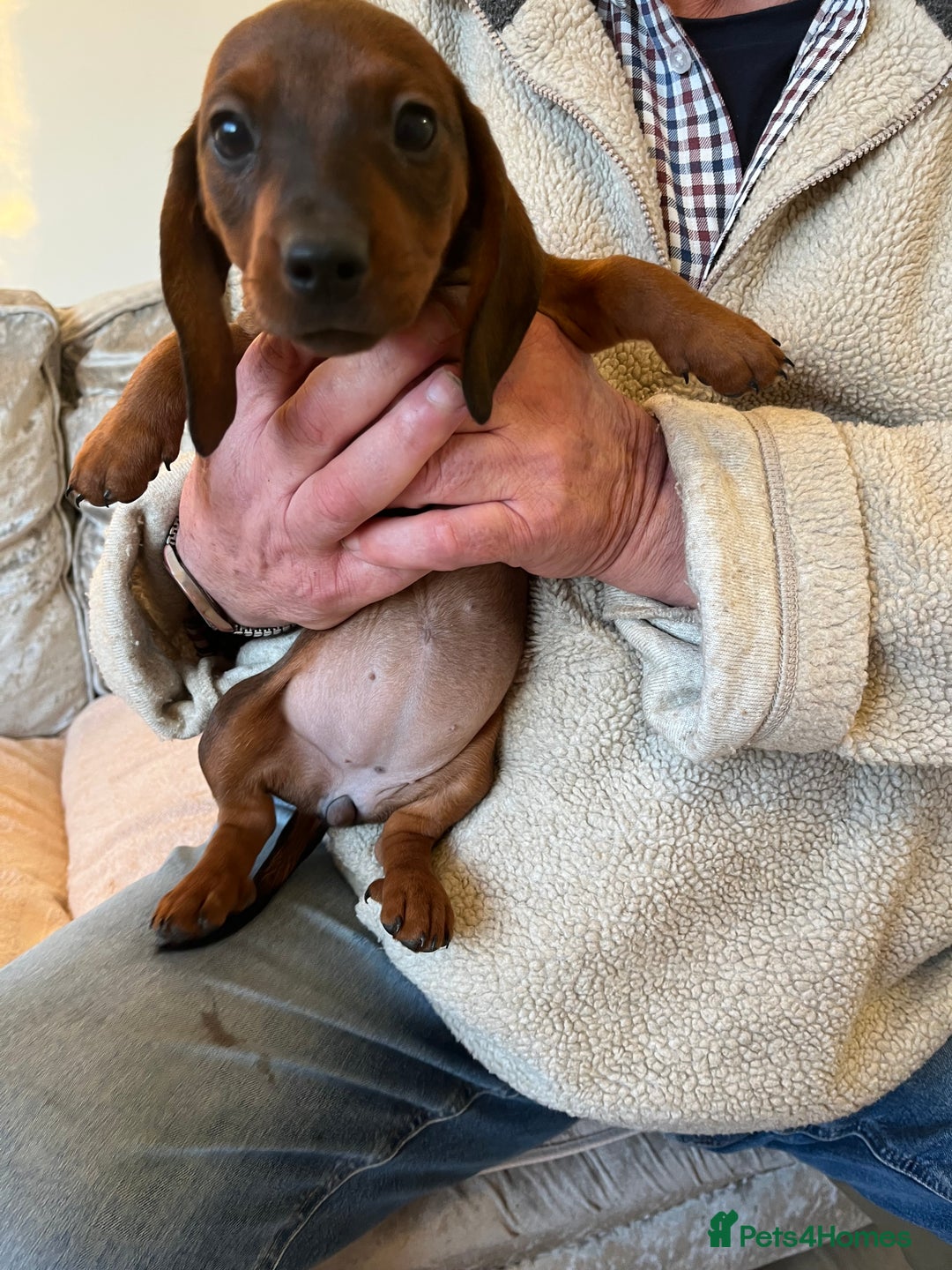 Miniature Dachshund dogs for sale: Miniature dachshunds - Advert 2