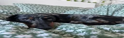 Miniature Dachshund dogs for stud: miniature dapple dachshund KC REGISTERED  - Advert 3
