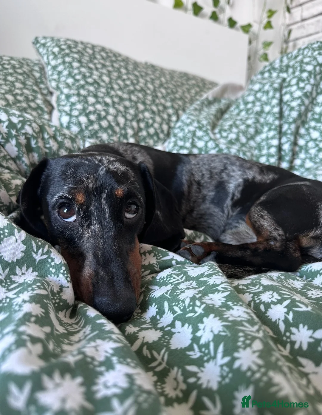 Miniature Dachshund dogs for stud: miniature dapple dachshund KC REGISTERED  - Advert 3