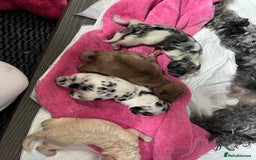 Cockapoo dogs for sale: Rare marked  small cockerpoo puppys  - Advert 30
