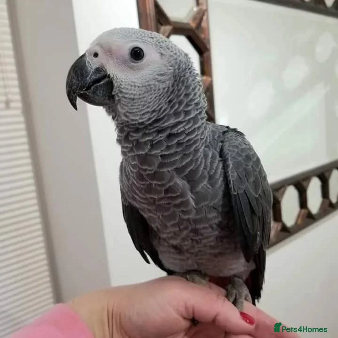 Parrots birds for sale: African grey parrots for sale  in Leeds - Advert 1