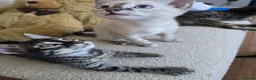 Bengal cats for sale: Bengal cross kittens - Advert 17