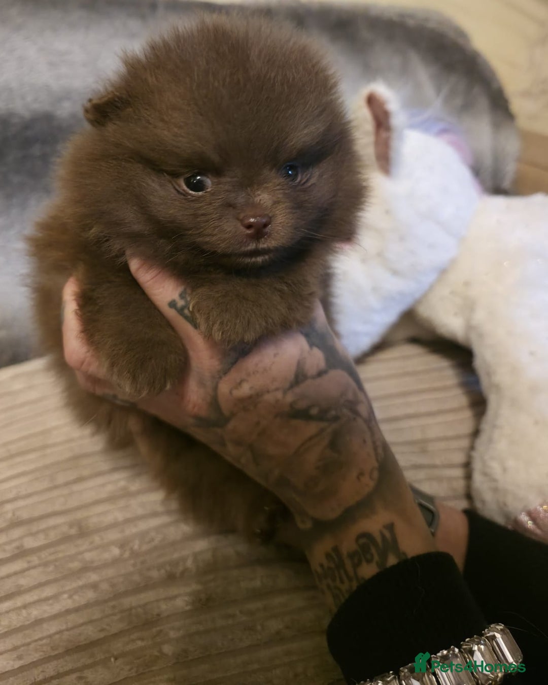 Pomeranian dogs for sale: Rare miniature Teddy face pomeranian puppies  - Image 23