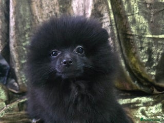 Pomeranian dogs Last boy left teddy bear face extremely fluffy - Advert 14