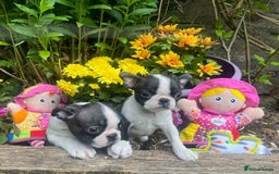 Boston Terrier dogs for sale: BOSTON TERRIER PUPS in Moffat - Image 4