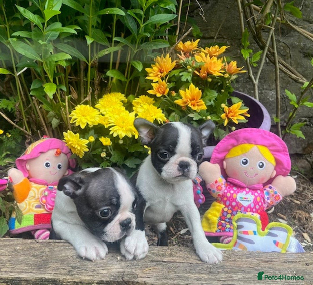 Boston Terrier dogs for sale: BOSTON TERRIER PUPS in Moffat - Image 4