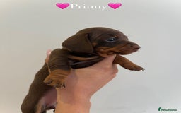 Dachshund dogs for sale: dachshund puppy’s for sale - Image 4