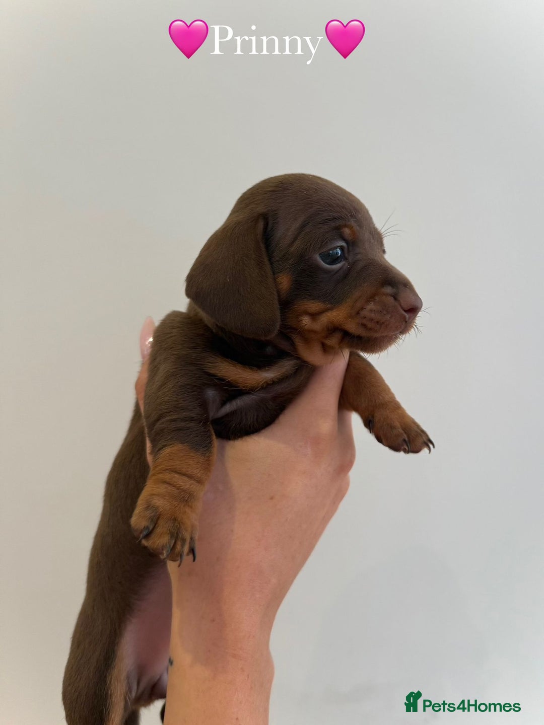 Dachshund dogs for sale: dachshund puppy’s for sale - Image 4