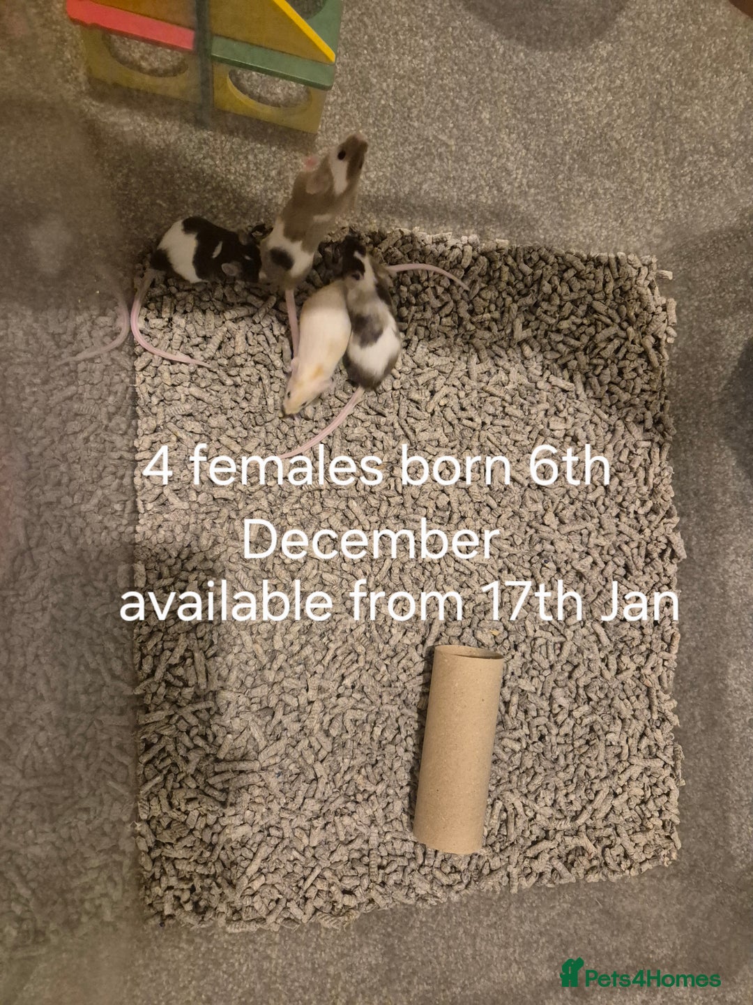 Mouse rodents for sale: Plenty of fancy mice available,Colours and genders - Advert 4