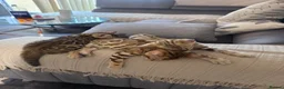 Bengal cats for sale: Pure bengal  - Advert 16