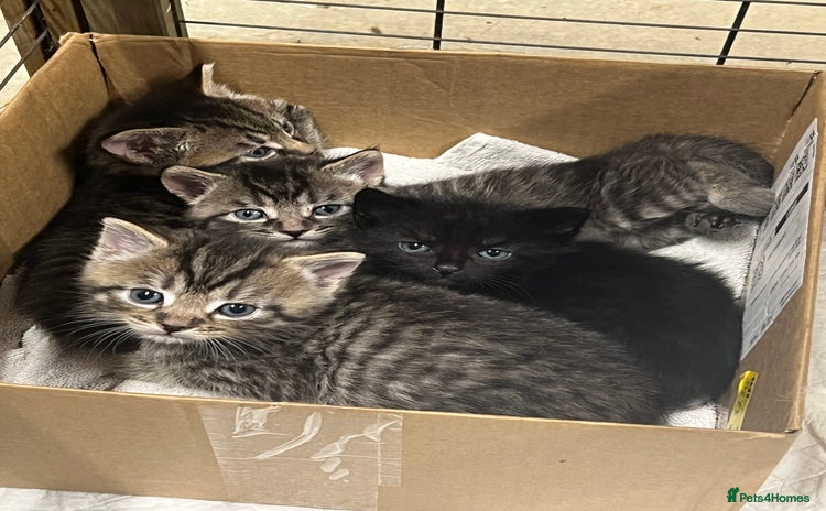 Mixed Breed cats - Advert 6