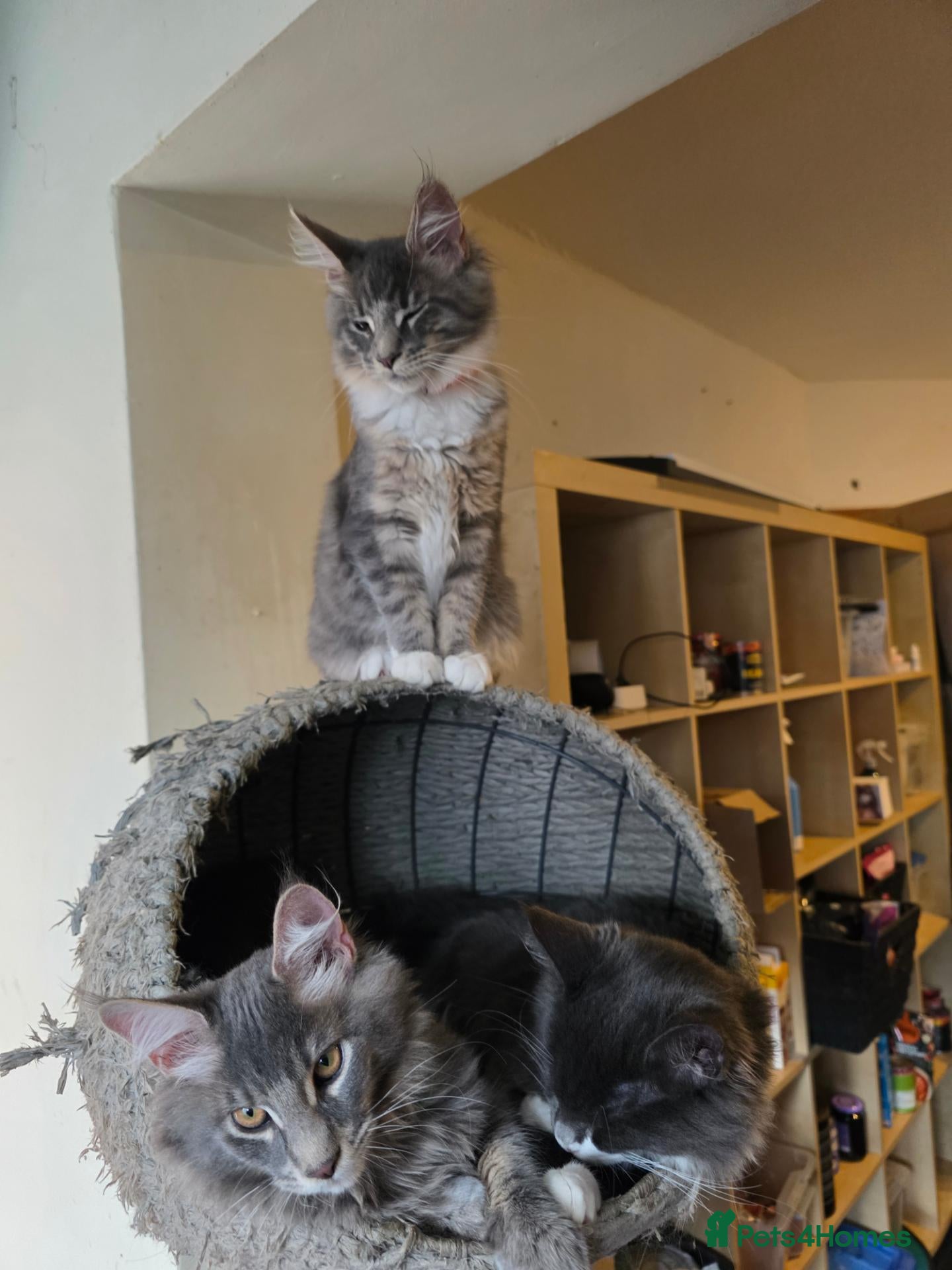 Maine Coon cats ❤️ TICA Registered Maine Coon Kittens Ready Now ❤️ - Advert 2