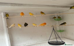 Canaries birds for sale: Canaries - Image 3