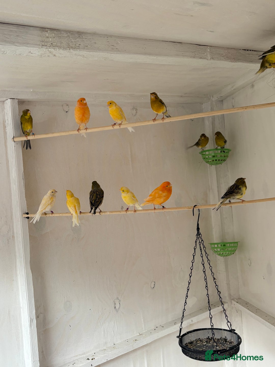 Canaries birds for sale: Canaries - Image 3