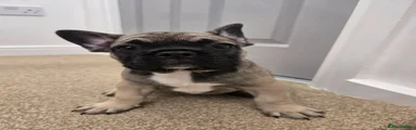 French Bulldog 1