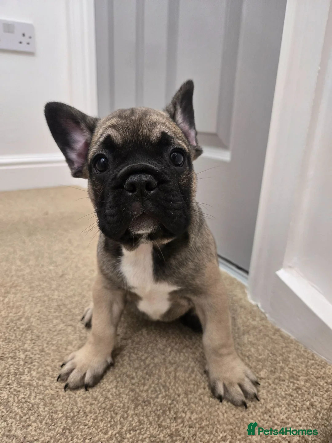 French Bulldog dogs for sale:  Fremch bull  1  boy left price reduced  - Advert 14