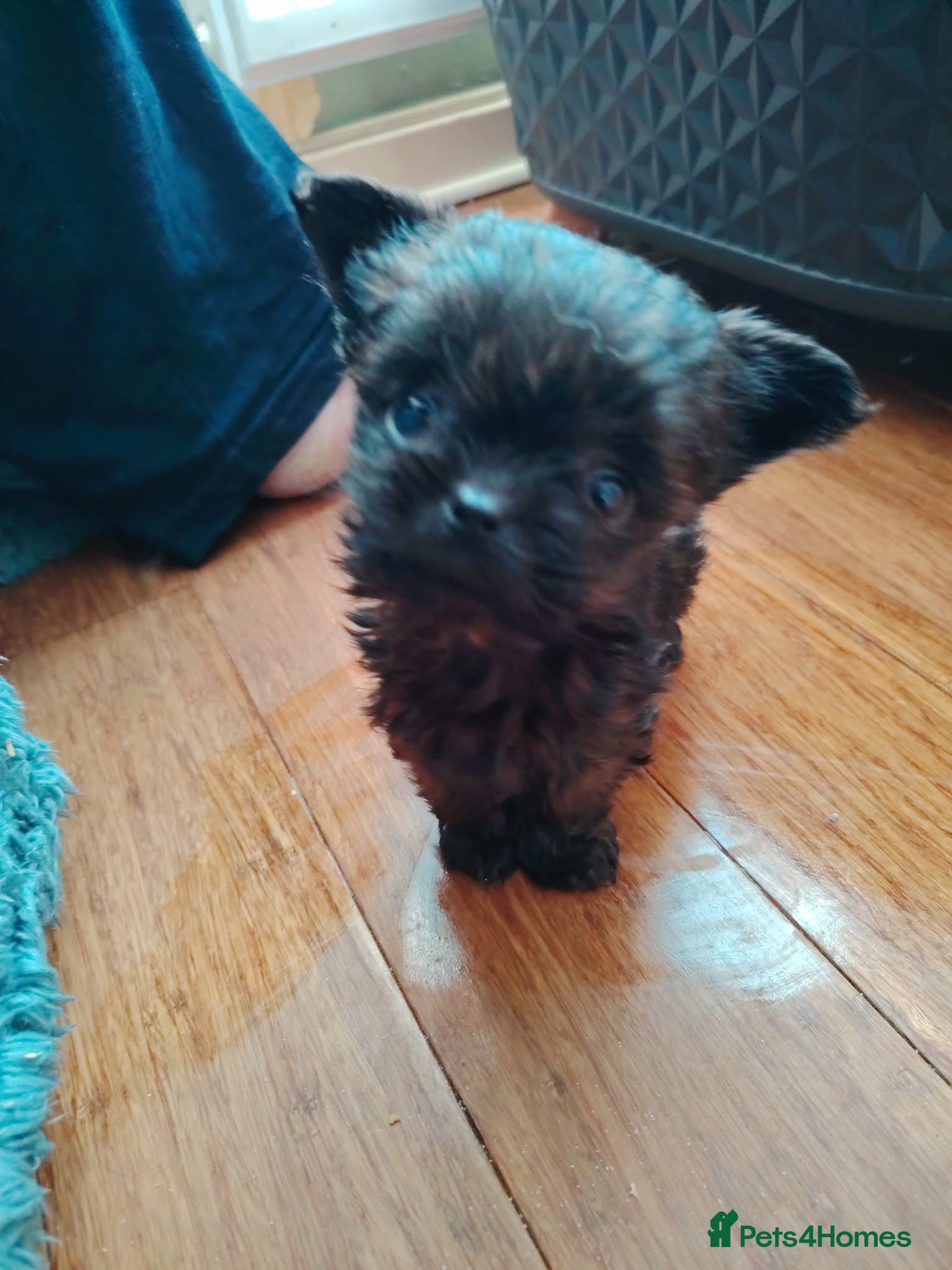 Mixed Breed dogs Yorkchipoo Puppies - Advert 2