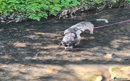 Mixed Breed dogs for sale: Forrest (Pet free for a lovely home). - Image 2