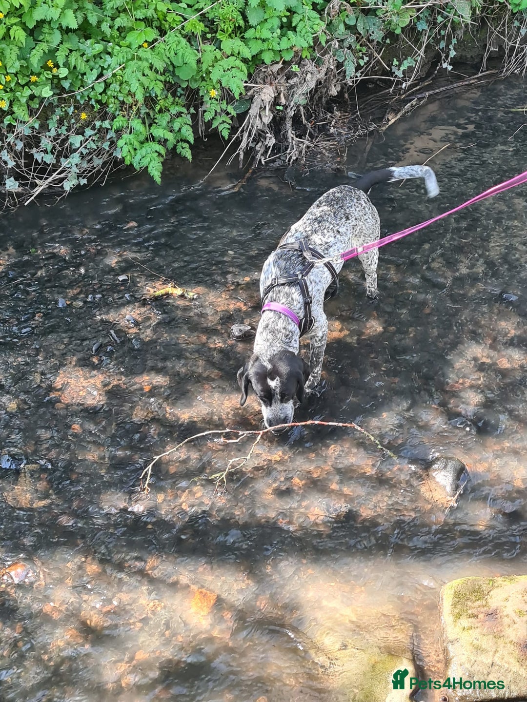 Mixed Breed dogs for sale: Forrest (Pet free for a lovely home). - Image 2