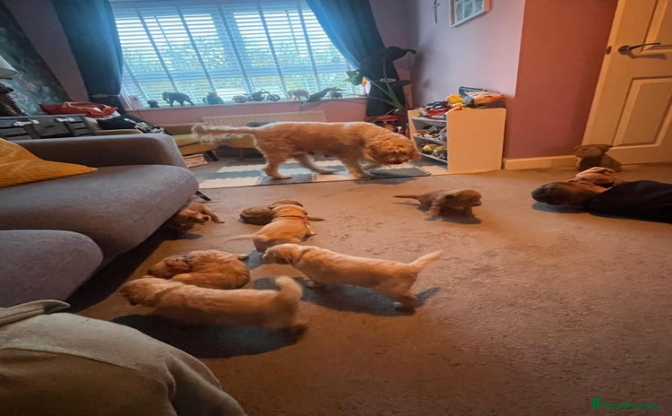 Goldendoodle dogs Beautiful F2 Goldendoodle Puppies ready 19th Dec - Advert 3