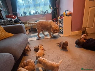 Goldendoodle dogs Beautiful F2 Goldendoodle Puppies ready 19th Dec - Advert 2