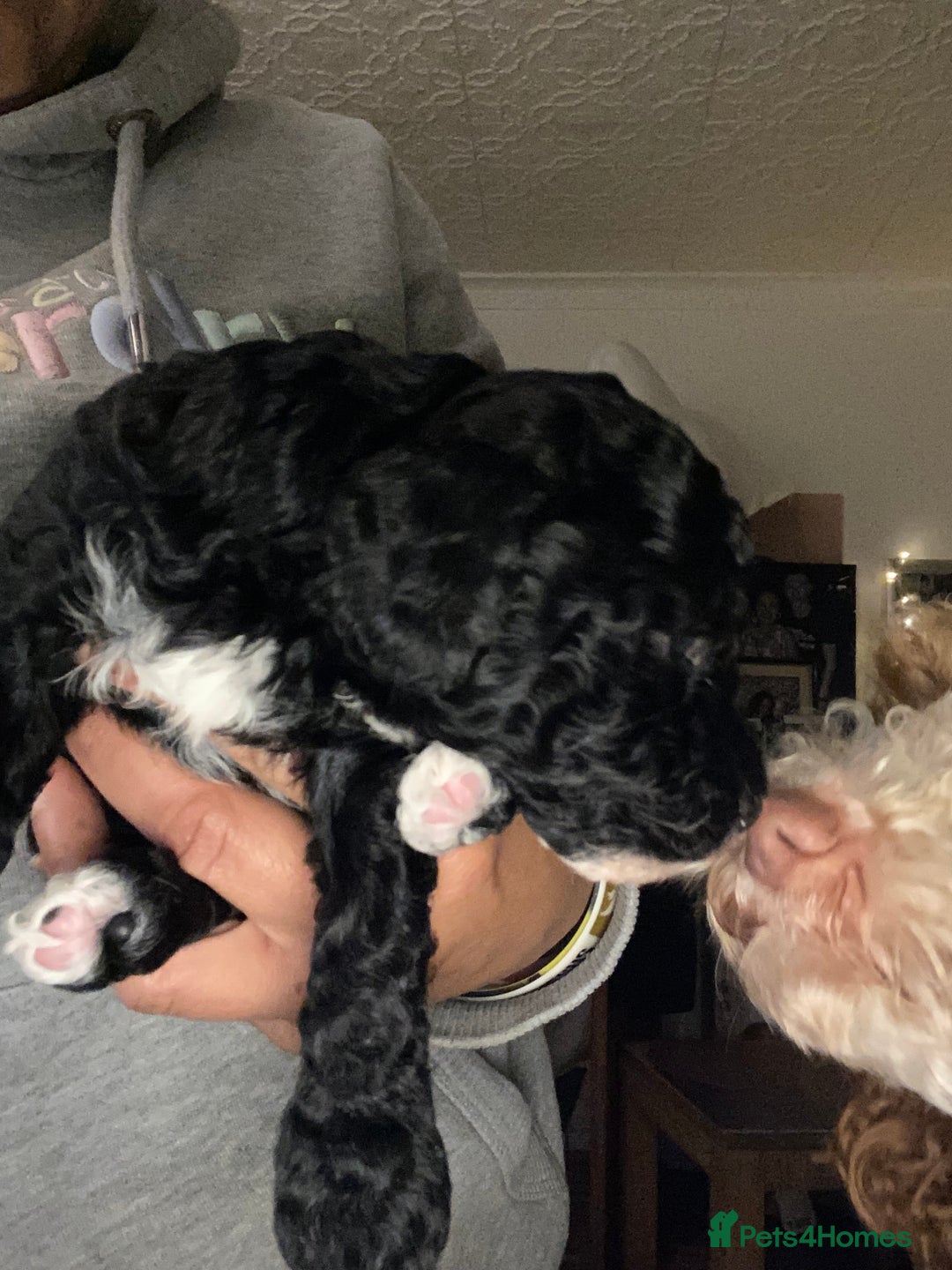 Miniature Poodle dogs for sale: Beautiful Miniature/Toy poodles  - Advert 34
