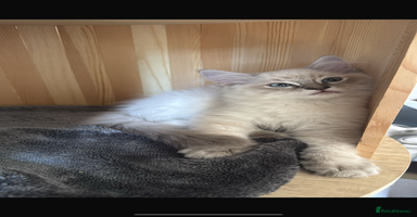 Ragdoll cats - Advert 9