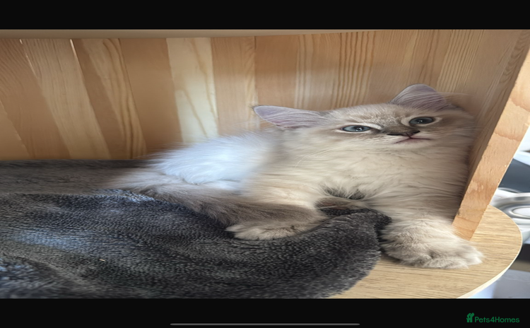 Ragdoll cats - Advert 9