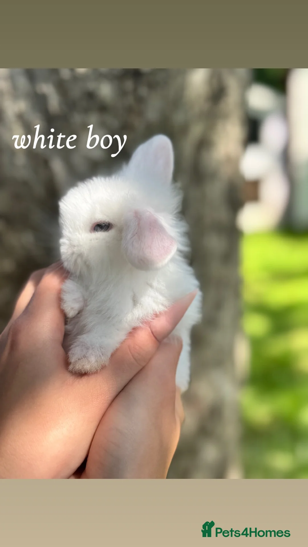 Mini Lion Lop rabbits for sale: 3 beautiful lionlops - Advert 1