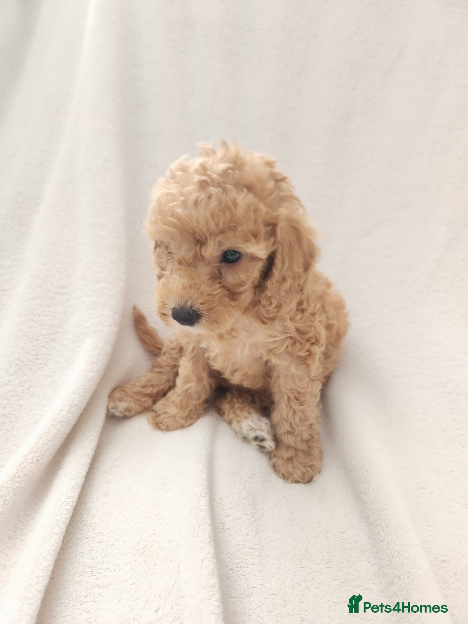 Cockapoo dogs Beautiful cockapoos  - Advert 5