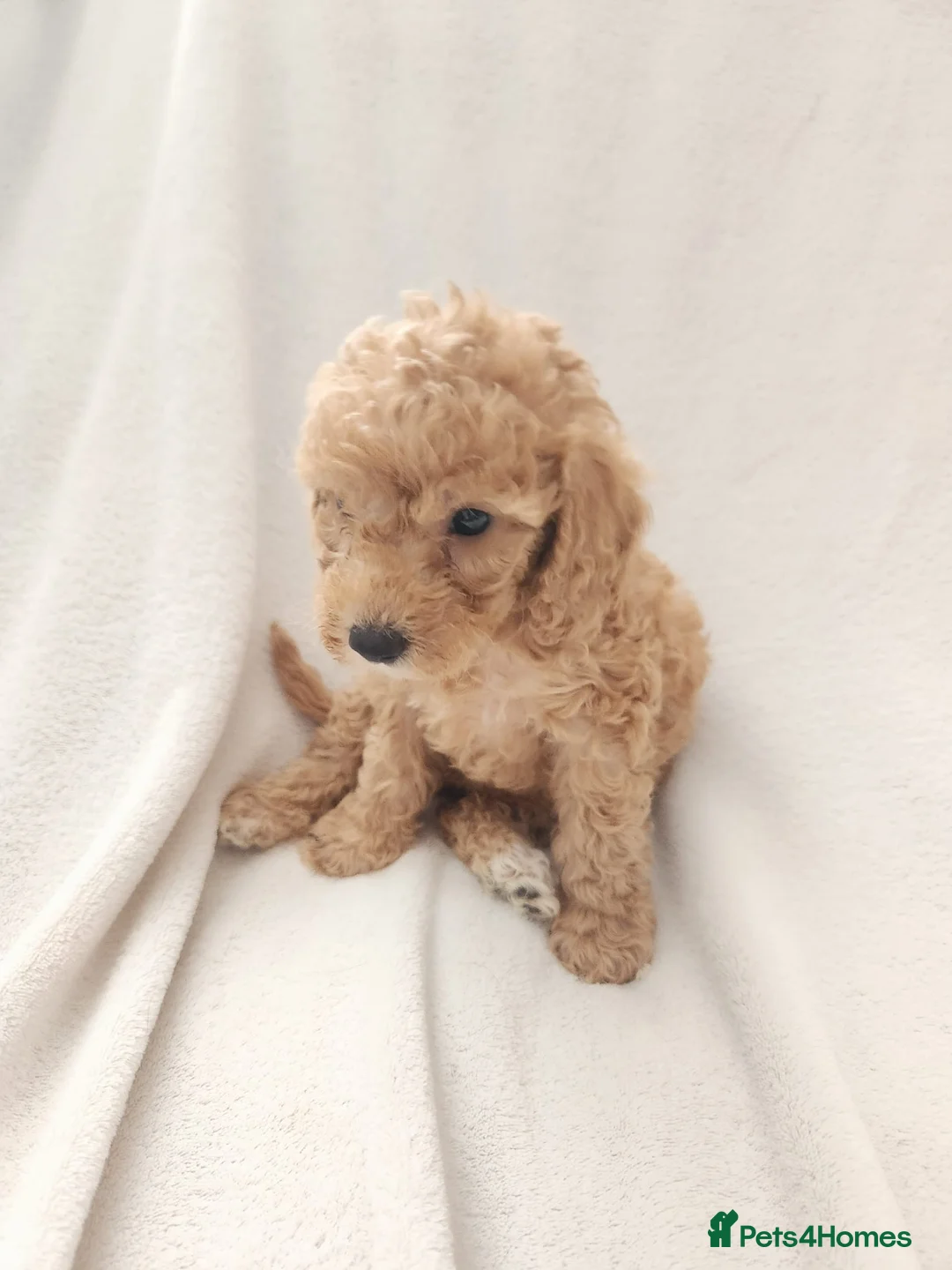 Cockapoo dogs for sale: Beautiful cockapoos  - Advert 1
