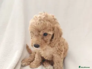 Cockapoo dogs Beautiful cockapoos - Advert 1
