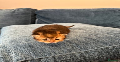 British Longhair cats - Advert 7